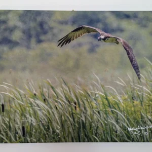 Osprey in-flight